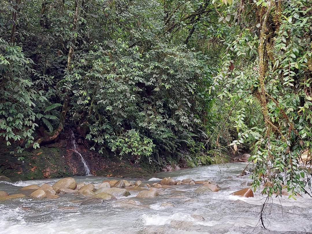 Refugiolongomai's tweet photo. El río Sonador protegido por un bosque compuesto en su mayoría por árboles de chiricano (Humiriastrum diguense), una especie en peligro de extinción.

#longomai #longomaicr #costarica #rio #river https://t.co/90mG45chxa