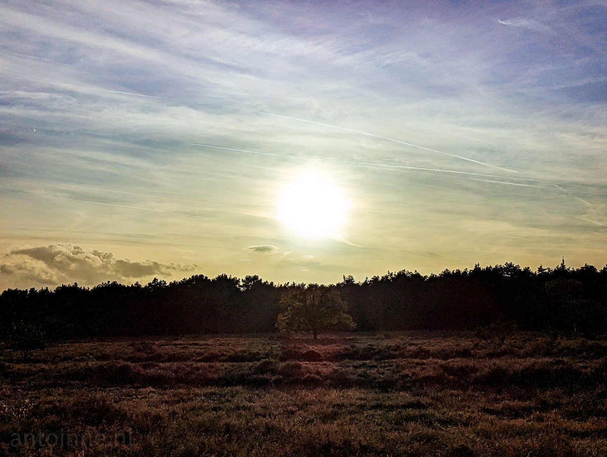 antoinnesterk's tweet photo. Westerheide https://t.co/H4XYqldUmK