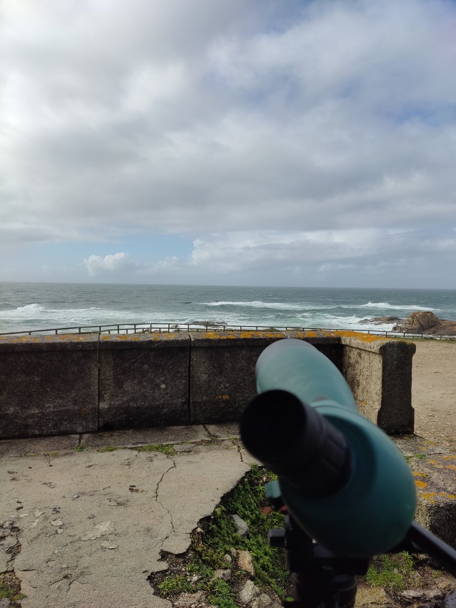 CatharactaBW's tweet photo. Entre treboada e treboada... #SeaWatchSilleiro! https://t.co/SdnKvpYixD