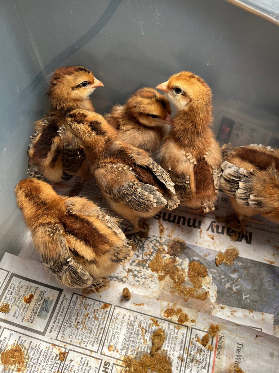 Kelly Malinowski (@kellymalinowsk4) on Twitter photo Eighth grade agriculture students and FFA members, Maci Engle and Alexis Edwards, purchased chicken eggs to incubate for their SAE project. The chick's are "Easter Eggers" and will produce beautiful colors of eggs. <a href="/ABMSPrincipal/">Jessica Nail</a> @fcpsk12 <a href="/juliette_myers/">Juliette Myers</a> <a href="/jim_angelo_1969/">Jim Angelo</a> Eighth grade agriculture students and FFA members, Maci Engle and Alexis Edwards, purchased chicken eggs to incubate for their SAE project. The chick's are "Easter Eggers" and will produce beautiful colors of eggs. <a href="/ABMSPrincipal/">Jessica Nail</a> @fcpsk12 <a href="/juliette_myers/">Juliette Myers</a> <a href="/jim_angelo_1969/">Jim Angelo</a>