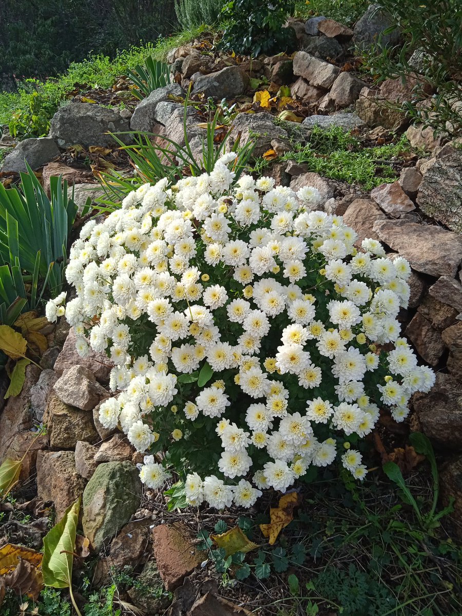 ZUHWN's tweet photo. #FleurisTonFil
💥INFO!!💥 Spécial Toussaint !
Sachez que le chrysanthème est une plante vivace.
C'est à dire qu'il survit à l'hiver et refleurit chaque année...(tailler court après la floraison)
Ne les jetez pas dès qu'ils ont défleuri!!
Sacré gaspillage!! https://t.co/FcFkU6hYrQ