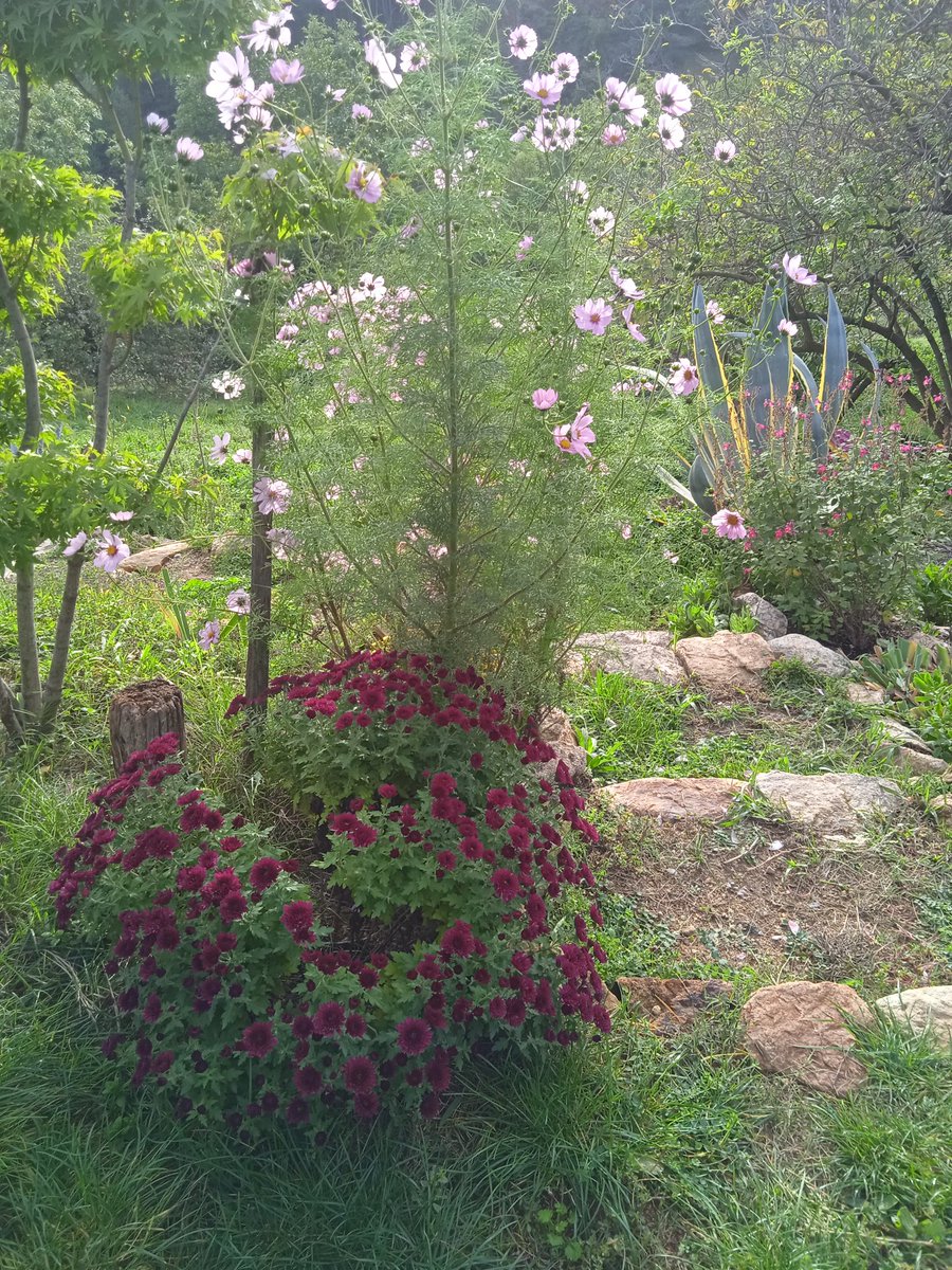 ZUHWN's tweet photo. #FleurisTonFil
💥INFO!!💥 Spécial Toussaint !
Sachez que le chrysanthème est une plante vivace.
C'est à dire qu'il survit à l'hiver et refleurit chaque année...(tailler court après la floraison)
Ne les jetez pas dès qu'ils ont défleuri!!
Sacré gaspillage!! https://t.co/FcFkU6hYrQ