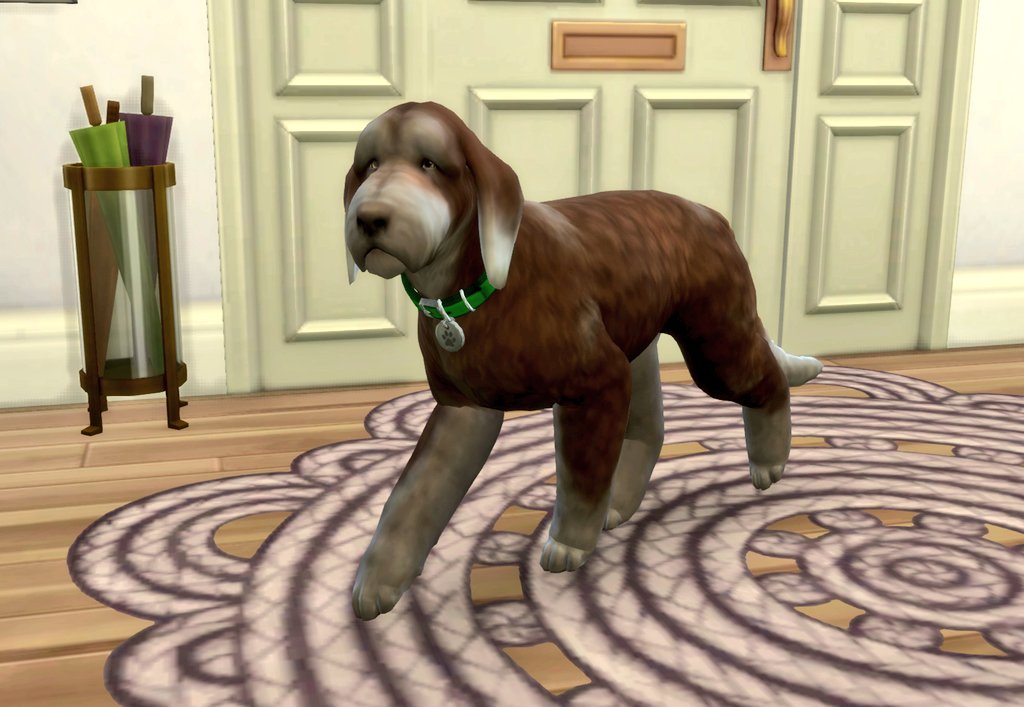 _LizDoesThings's tweet photo. Tom aged up! This old dog still has some time, but Leila should enjoy it while it lasts 🐾

#TS4 #TheSims4 #Sims4 #TheSims https://t.co/viwhxnFF0w