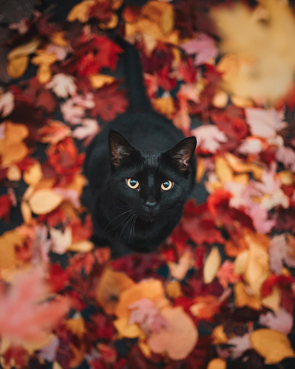 Happy #NationalBlackCatDay!
Black cats are amazing and, as Welsh folklore tells us, bring good luck to the home:
'A black cat, I’ve heard it said,
Can charm all ill away,
And keep the house wherein she dwells
From fever’s deadly sway.'
#BlackCatDay #FolkloreThursday #Wales