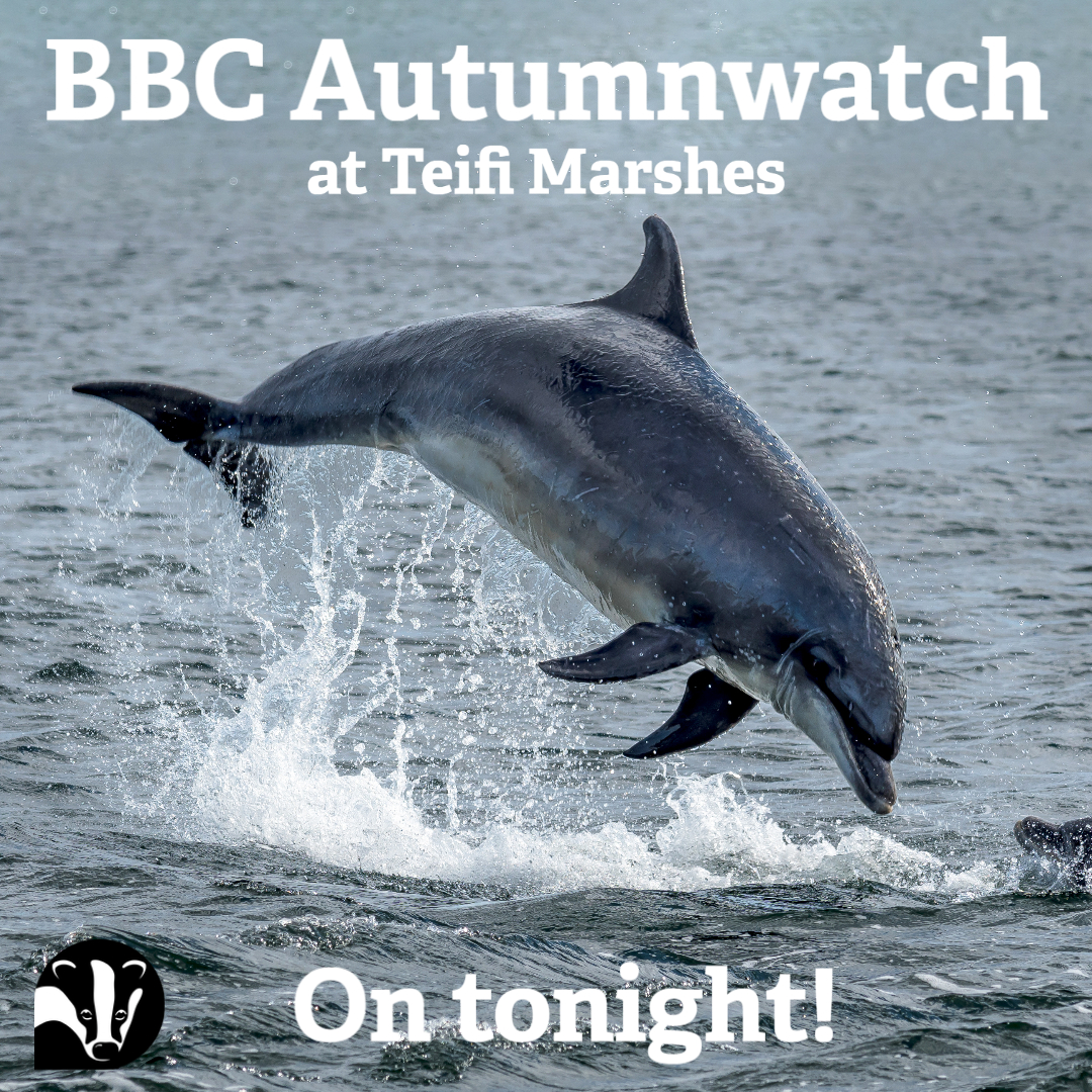 Are you ready to dive into BBC Autumnwatch tonight?! 🐬 We're so excited for the first episode of BBC Autumnwatch tonight coming to you live from our flagship reserve Teifi Marshes!! 🦌🐬🦇 👉Tune in at 8pm tonight on BBC2 to watch! @BBCSpringwatch @IoloWilliams2 #autumnwatch