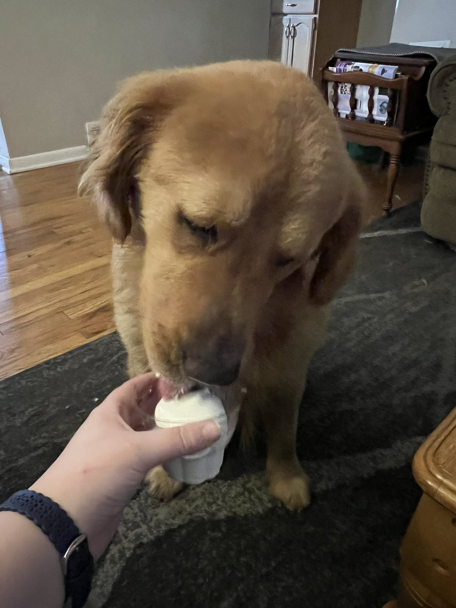 adrienne_b3's tweet photo. Winston’s tumor came back benign and I’ve never been so relieved 🥹

So of course the good boy got a pup cup https://t.co/ZKv4jxrZbN