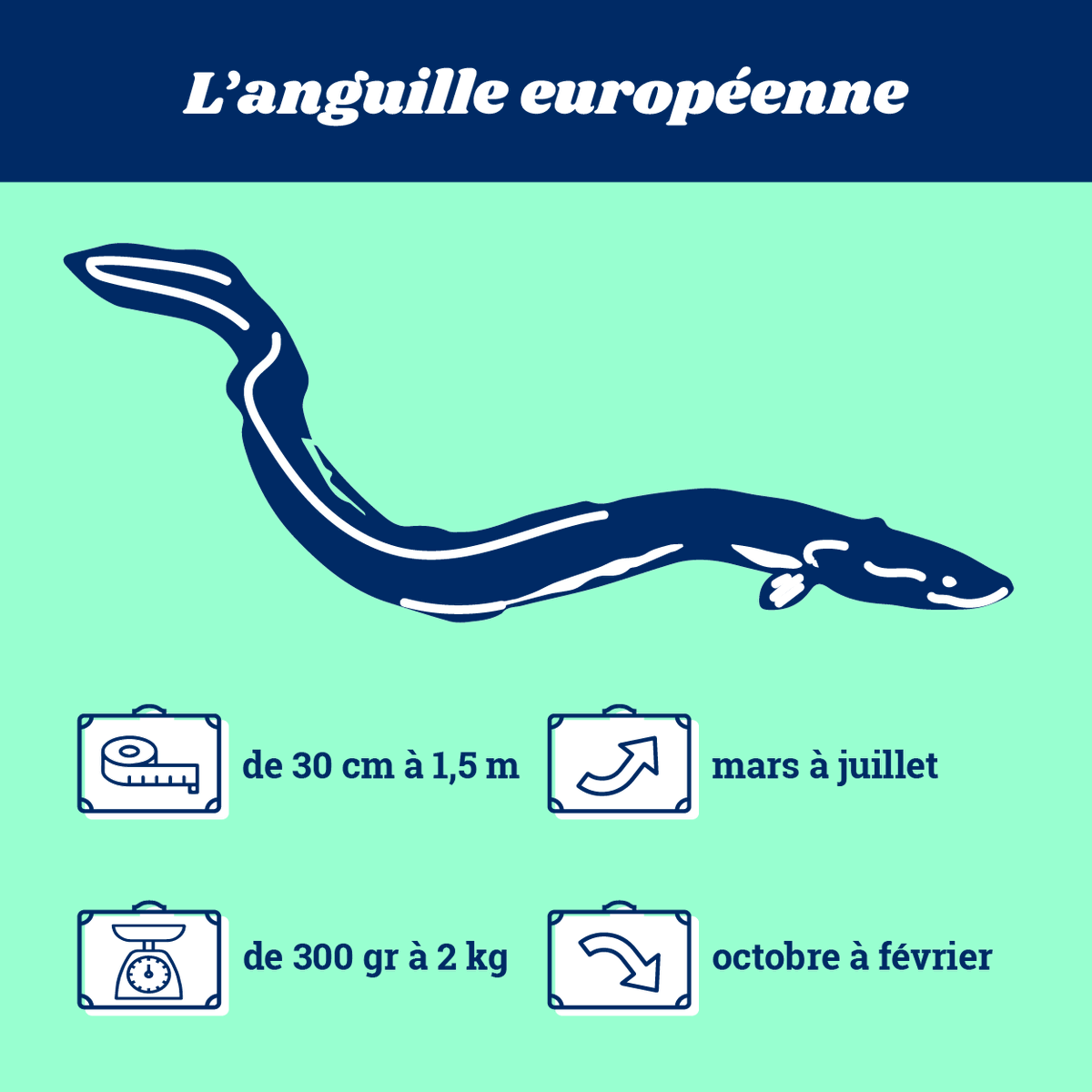 EnImmersion's tweet photo. 🐟 Le saviez-vous ? Il existe 8 espèces de grands poissons migrateurs amphihalins en France, qui voyagent donc entre eau douce et eau salée. Mais qui sont-ils ? Par ici pour les présentations 👉🏼 https://t.co/5ibWx1kZE5 https://t.co/xjJsBo0wqW
