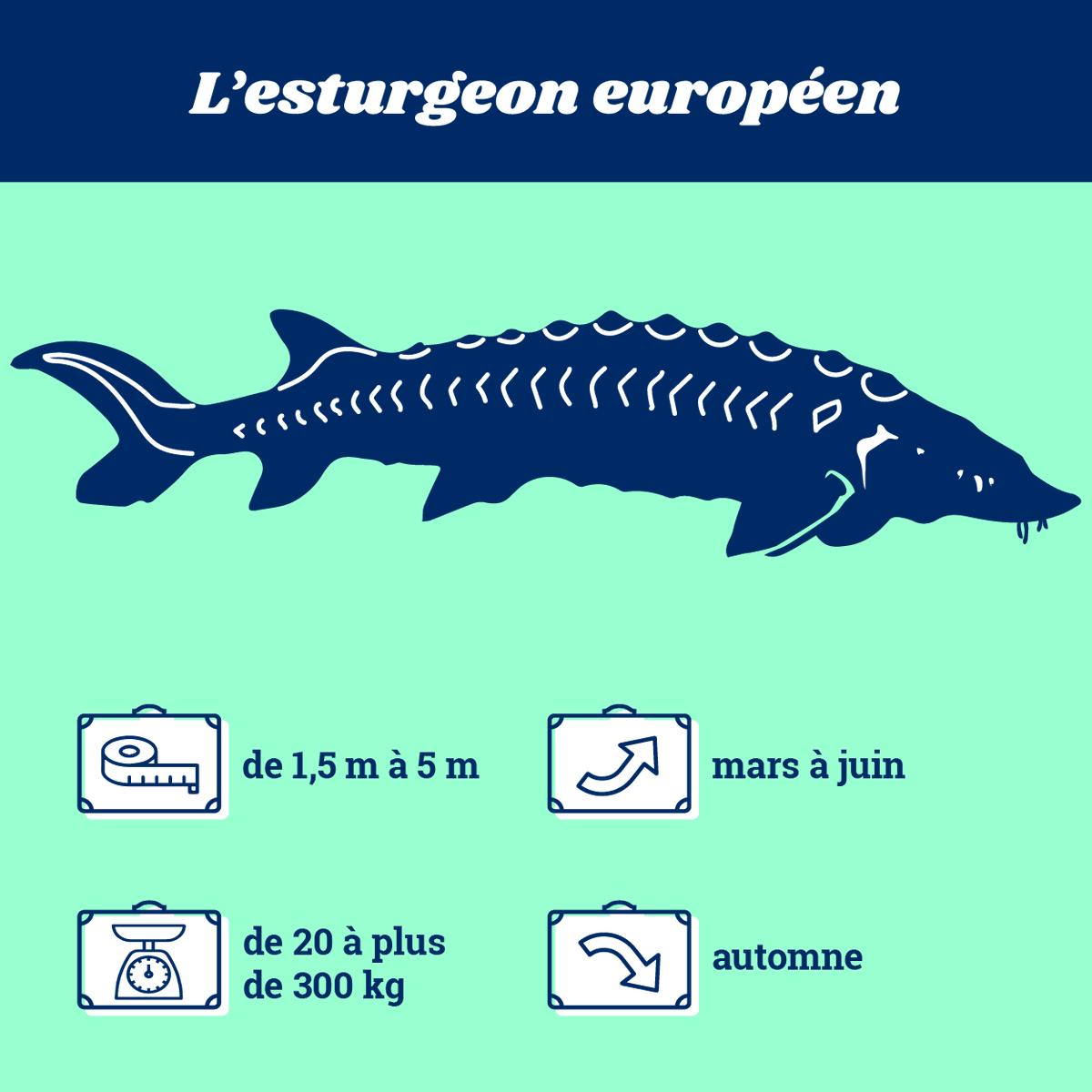 EnImmersion's tweet photo. 🐟 Le saviez-vous ? Il existe 8 espèces de grands poissons migrateurs amphihalins en France, qui voyagent donc entre eau douce et eau salée. Mais qui sont-ils ? Par ici pour les présentations 👉🏼 https://t.co/5ibWx1kZE5 https://t.co/xjJsBo0wqW