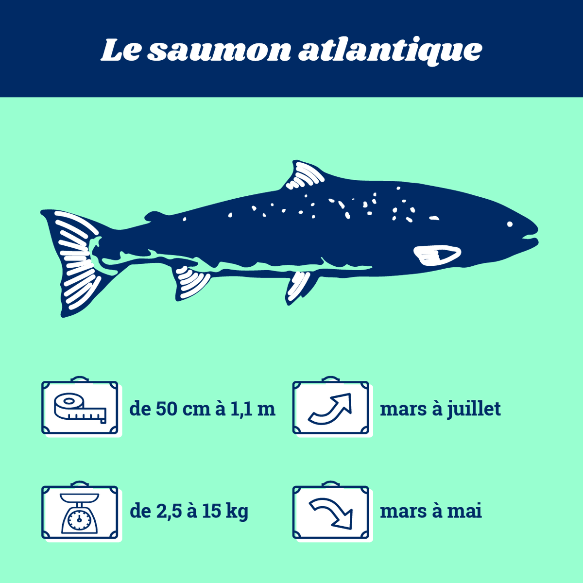 EnImmersion's tweet photo. 🐟 Le saviez-vous ? Il existe 8 espèces de grands poissons migrateurs amphihalins en France, qui voyagent donc entre eau douce et eau salée. Mais qui sont-ils ? Par ici pour les présentations 👉🏼 https://t.co/5ibWx1kZE5 https://t.co/xjJsBo0wqW