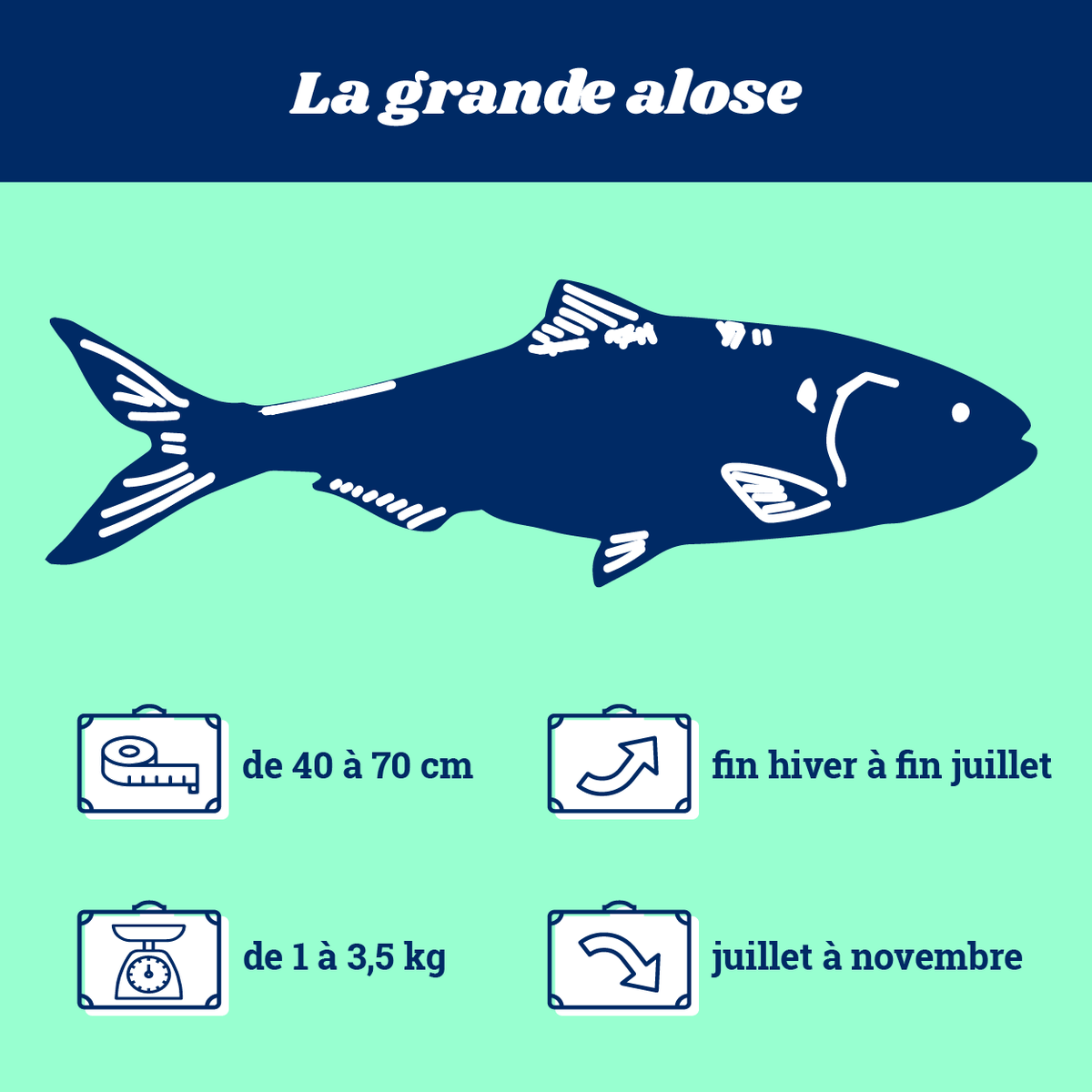 EnImmersion's tweet photo. 🐟 Le saviez-vous ? Il existe 8 espèces de grands poissons migrateurs amphihalins en France, qui voyagent donc entre eau douce et eau salée. Mais qui sont-ils ? Par ici pour les présentations 👉🏼 https://t.co/5ibWx1kZE5 https://t.co/xjJsBo0wqW