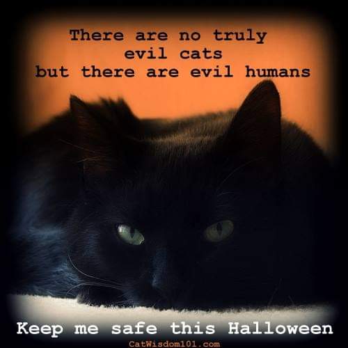 Prancer530 (@prancerpaw) on Twitter photo 