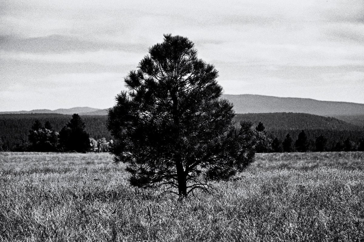 solitary
#flagstaff #arizona #bnw #nature #monochrome