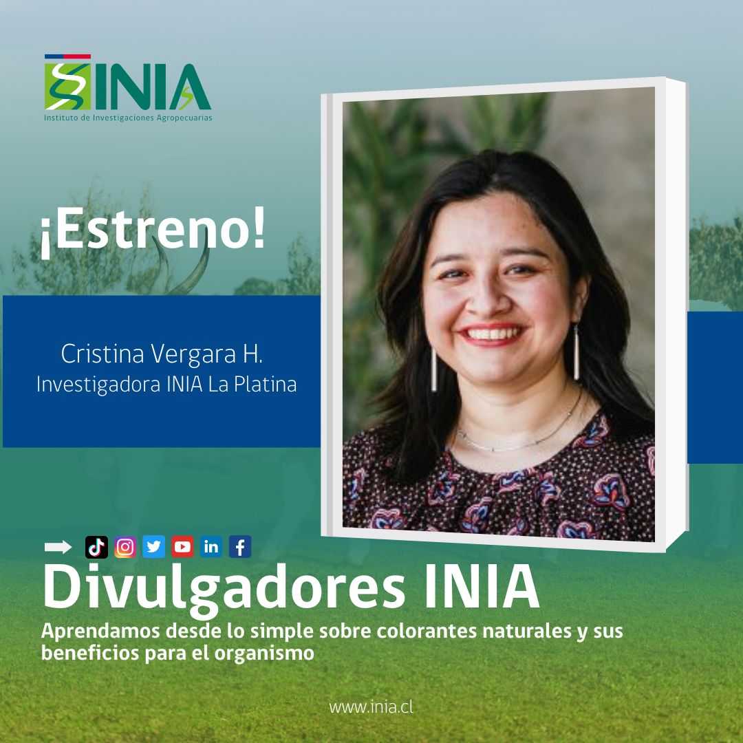 iniachile's tweet photo. 👀¿Zanahoria morada?🥕¿Colorante natural?
hoy en #DivulgadoresINIA  con nuestra investigadora 
@CristyVergara   de @iniaLaPlatina , explicamos los beneficios de los #colorantesnaturales  🟣🟠🔴

#tiktok 📲 https://t.co/r1wVjeOqzw https://t.co/xtaeCJl3a1