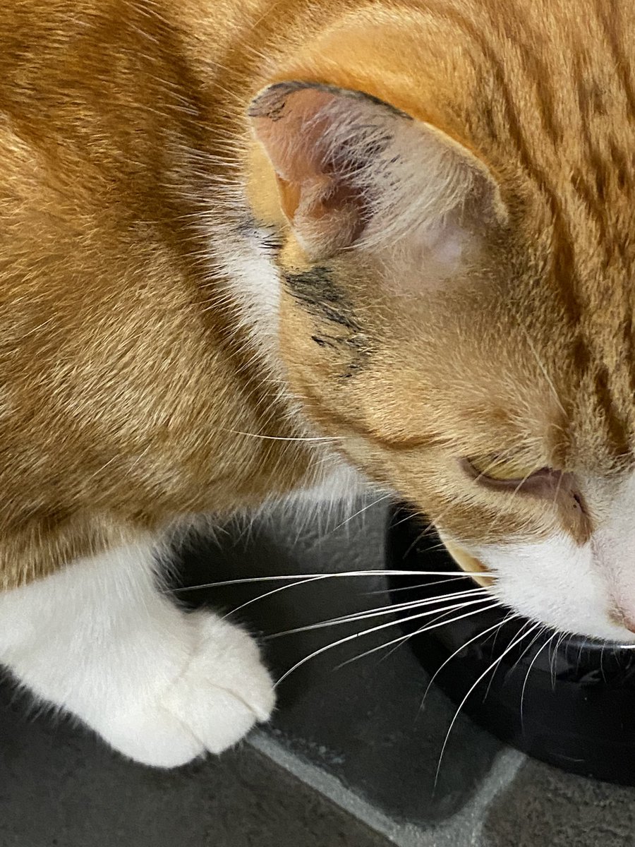 KentheCat4's tweet photo. Starving, been under a car - looks like the master cylinder to me 🤣#CatsOnTwitter #TunaTuesday https://t.co/crGROzGdDS