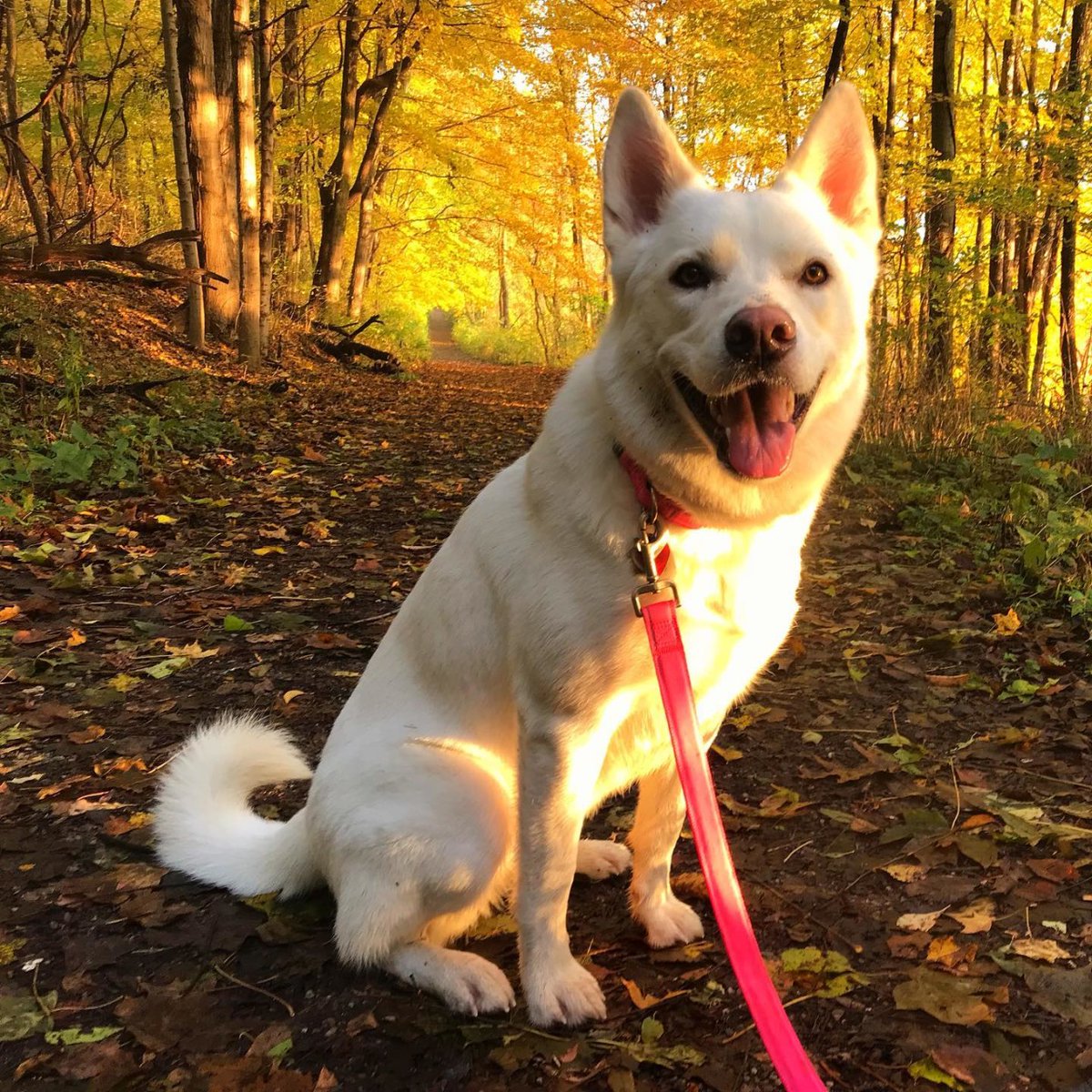 visitsouthbend's tweet photo. Leaf peeping season is here!🍂 These are the best spots around The Bend to spot fall colors.
𝐑𝐄𝐀𝐃 𝐌𝐎𝐑𝐄: https://t.co/1DmSxZQN6A
#OnlyintheBend https://t.co/22S8jVGeox