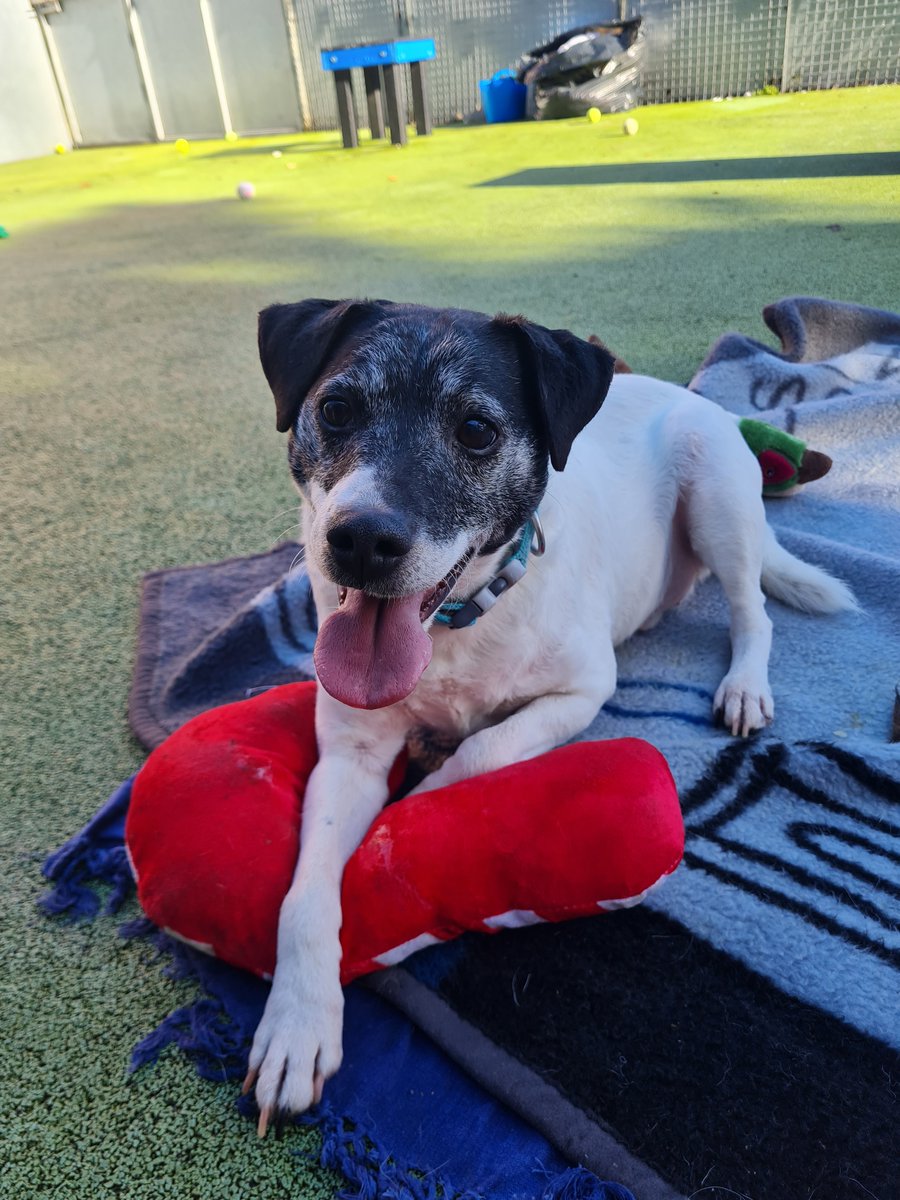 Please retweet to help Benji find a home #BRISTOL #UK 
   
Affectionate Jack Russell aged 6-10, he's been through a lot and is looking for an adult home as the only pet.
He is nervous around men.

DETAILS or APPLY👇
bristolarc.org.uk/rehoming/dogs/…………

#dogs #pets #animals
