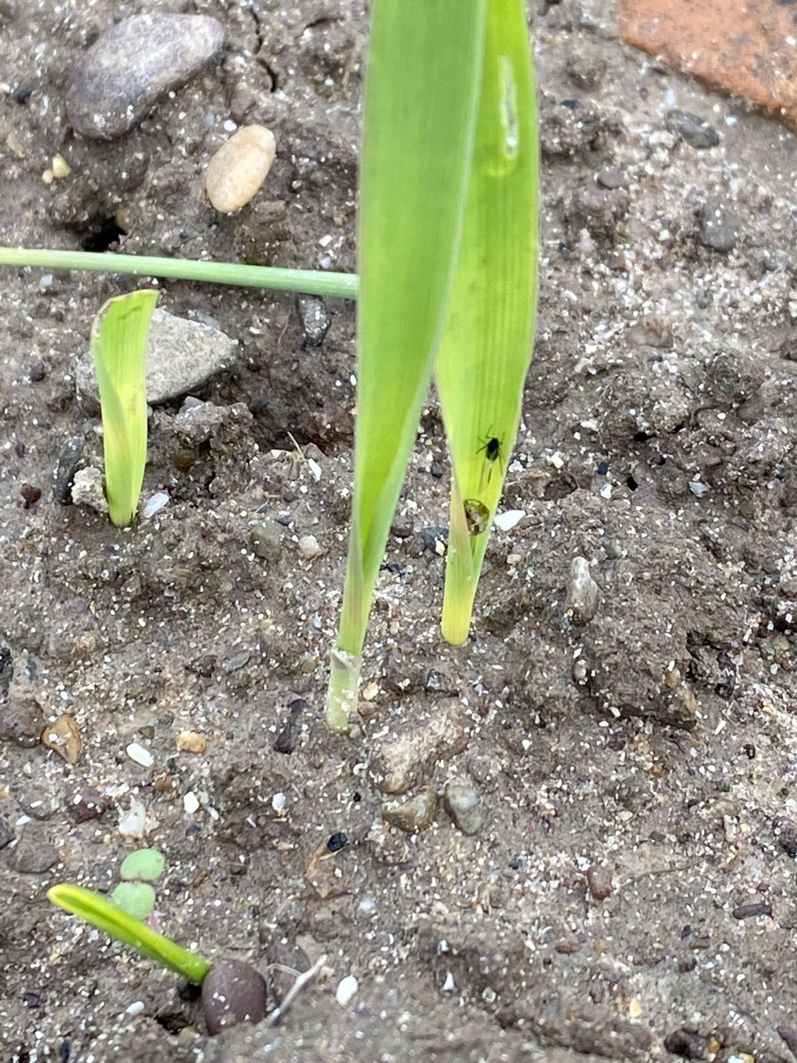 The new BYDV tolerant 6 row Integral from Secobra France has established well in Shanagarry despite a hammering from rain. A few winged aphids to be found. <a href="/TeagascCrops/">Teagasc Tillage Team</a> aphid traps going in the field tomorrow. <a href="/vequaud3/">vequaud</a>