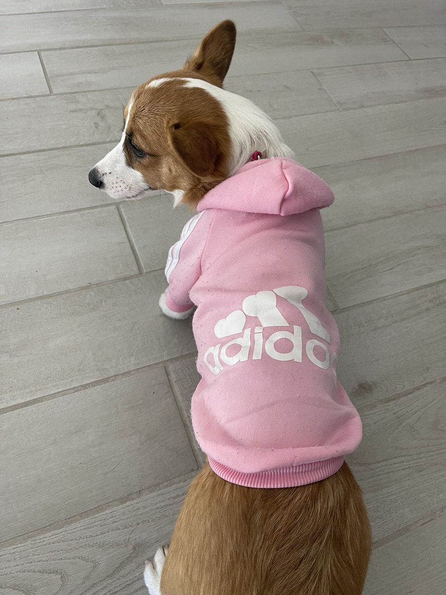 rinthecorgi's tweet photo. Sweater season is here!

#throwback #puppy #pembroke #cardigan #corgicrew #corgi #teamcorgi #photogenic #aloha #baby #cute #cutie #sincity #lasvegas #vegas #fall #pink https://t.co/5rcB9OT2vR