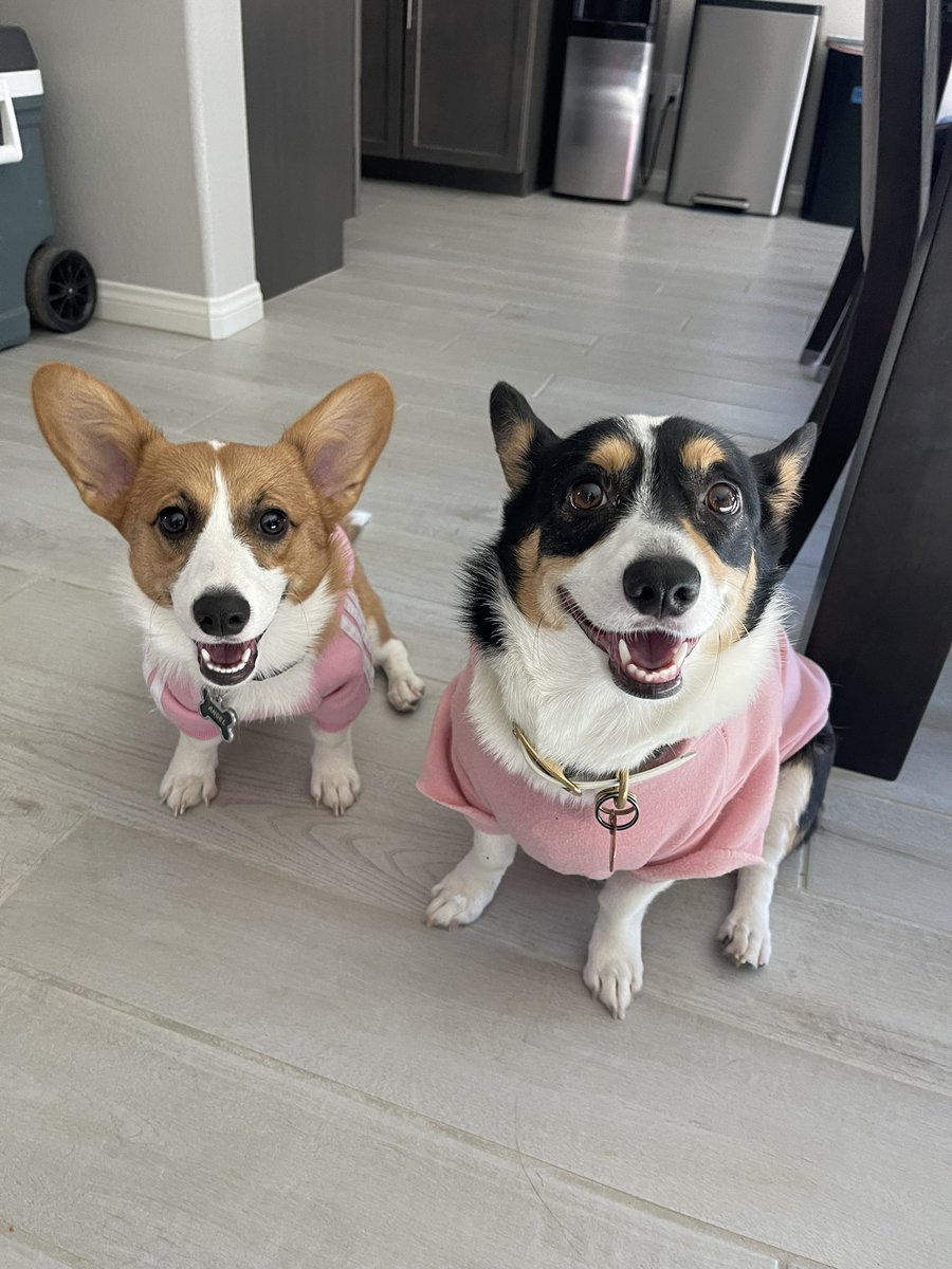 rinthecorgi's tweet photo. Sweater season is here!

#throwback #puppy #pembroke #cardigan #corgicrew #corgi #teamcorgi #photogenic #aloha #baby #cute #cutie #sincity #lasvegas #vegas #fall #pink https://t.co/5rcB9OT2vR