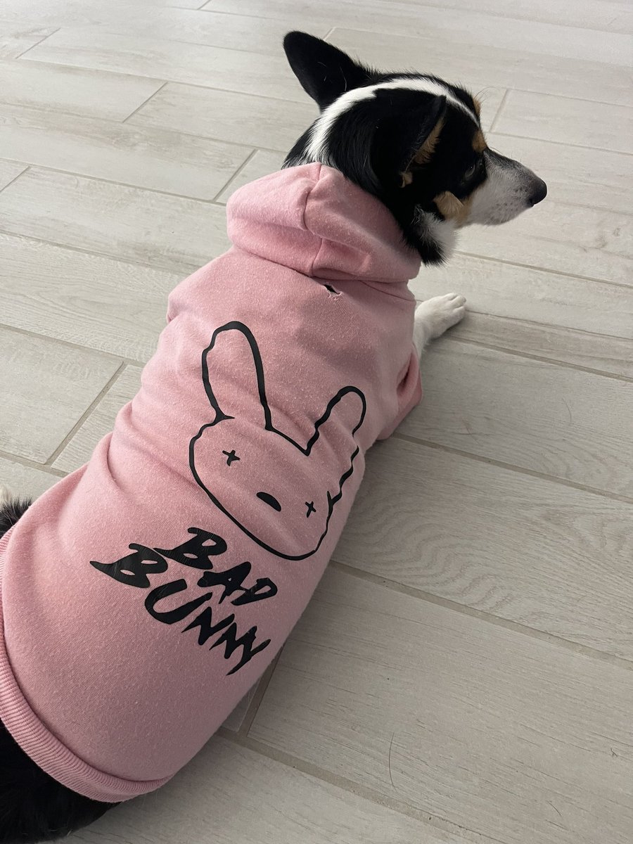 rinthecorgi's tweet photo. Sweater season is here!

#throwback #puppy #pembroke #cardigan #corgicrew #corgi #teamcorgi #photogenic #aloha #baby #cute #cutie #sincity #lasvegas #vegas #fall #pink https://t.co/5rcB9OT2vR