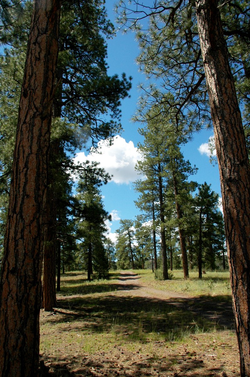 CSFS_Outreach's tweet photo. The @CNHPCSU's #Colorado Bat Working Group lists 19 bat species in the state. The Long-eared myotis is most commonly found in Ponderosa pine woodlands like the one pictured here. #ForestManagement provides habitat for many wildlife, like bats!
#NationalBatWeek
📷CSFS/Ciesla https://t.co/eb8kMq3nen