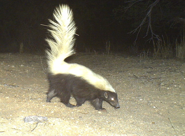 WordsnCollision's tweet photo. Skunks are amazing - sez right here in black &amp; white. #skunk #scents #animals 
https://t.co/RUUD6pEdjd https://t.co/Q0OS2XM5r0