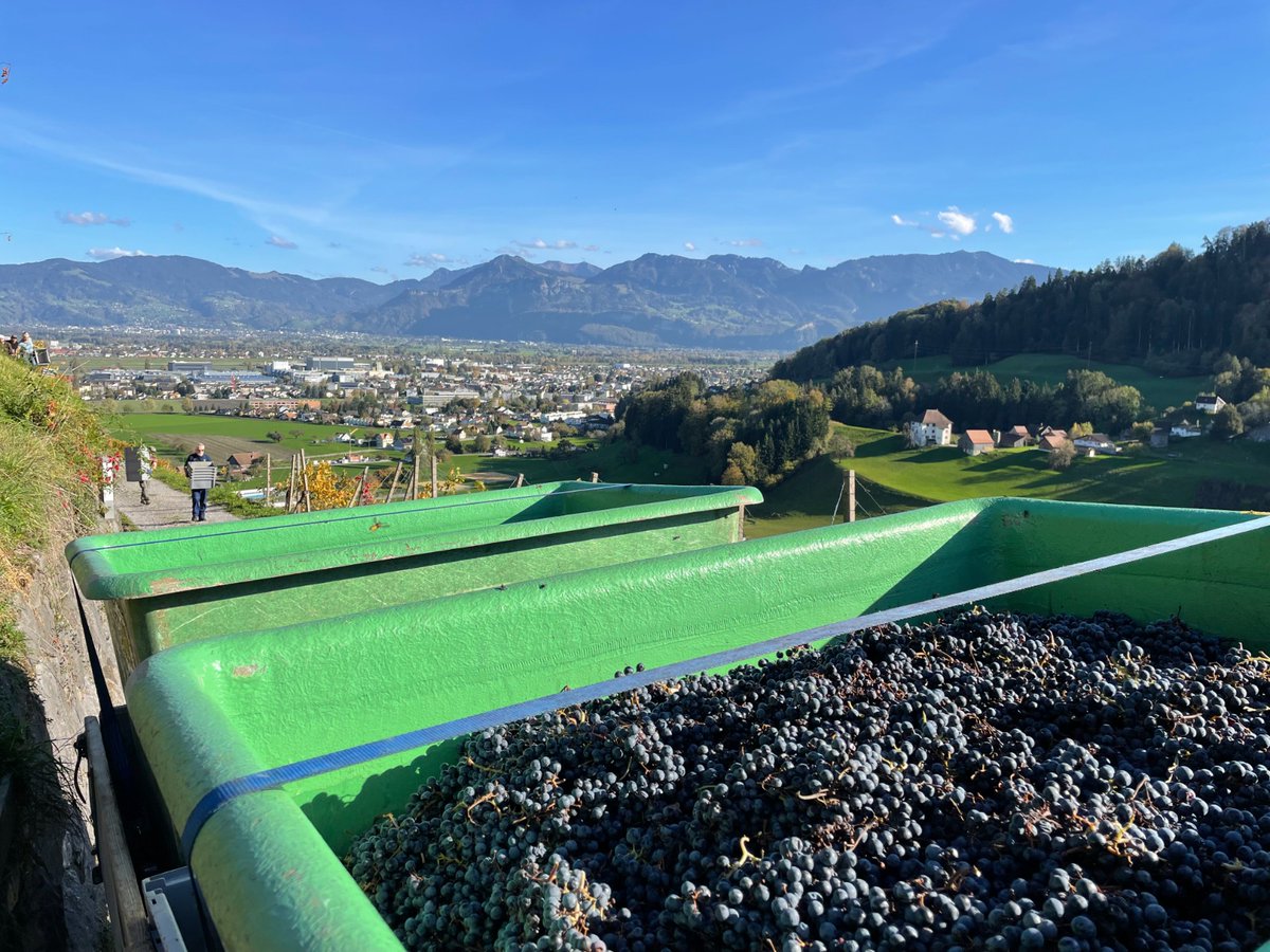 Bei schönstem Herbstwetter durften wir heute die Wimmsaison abschliessen und die letzten Trauben (Cabernet Sauvignon) in den Keller holen. 🍇🚜

Wir danken allen Erntehelfern für ihren grossen Einsatz und freuen und jetzt schon auf tolle Weine mit dem Jahrgang 2022! 👏