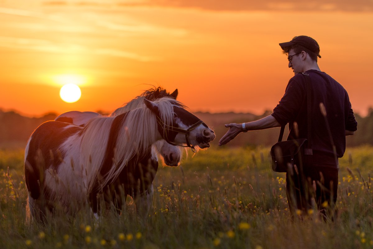 CharlieKJ's tweet photo. "Take Me Home" - 2018

One of my favourites, @JstKnwn greeting two #horses in #Lincoln #WestCommon.

One lucky #evening #walk we encountered an entire #herd during #GoldenHour.

📧 hello@charliekj.uk
🌐 https://t.co/kfLZdzCQna https://t.co/Pk0ZDZdlQj