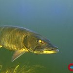 Photo by Engbretson Underwater Photography (@Engbretson)
