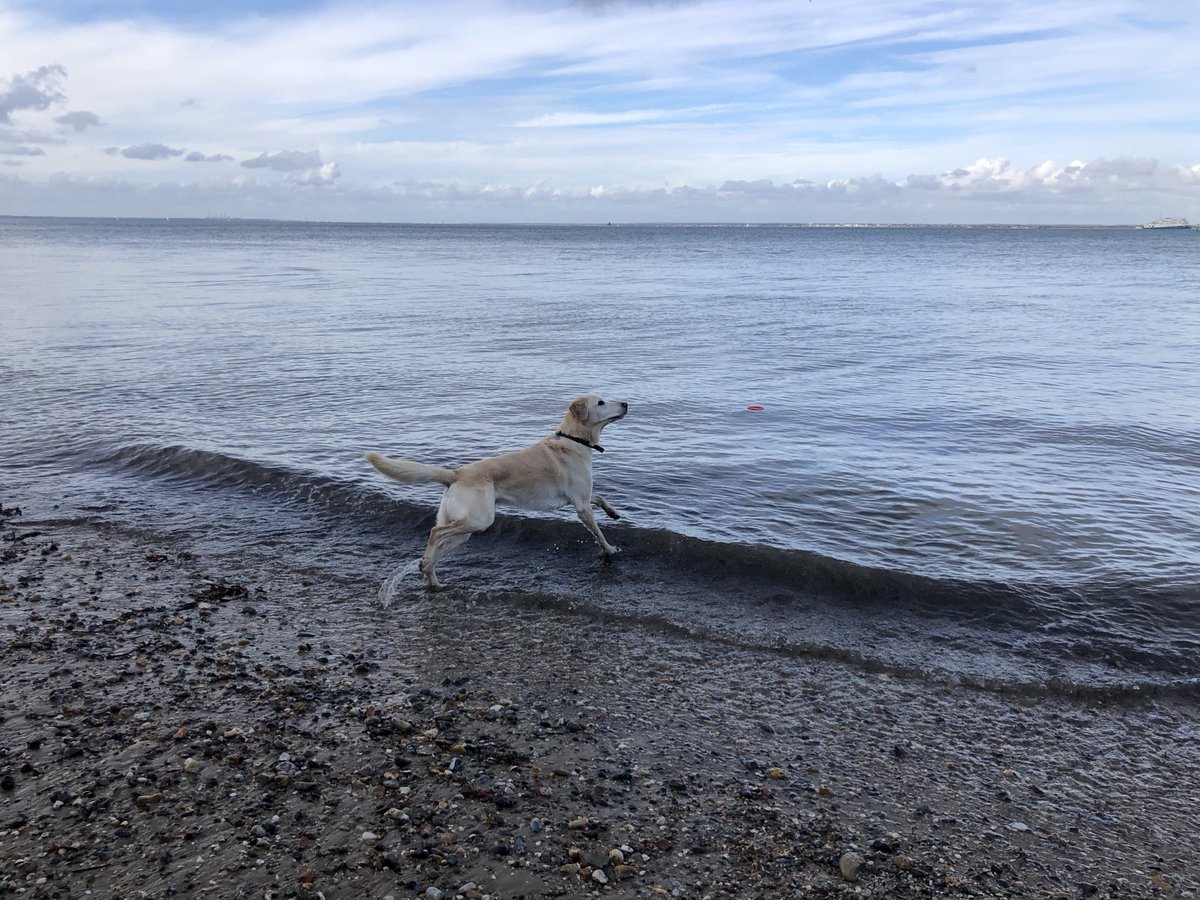 SiriusStar1963's tweet photo. Tuesday Alfie. #Goldiedor #OffDutyGuideDog #PlayerBeach #Ryde #Solent #PureIslandHappiness #IOW 🦮 https://t.co/NDR3Iu5AcY