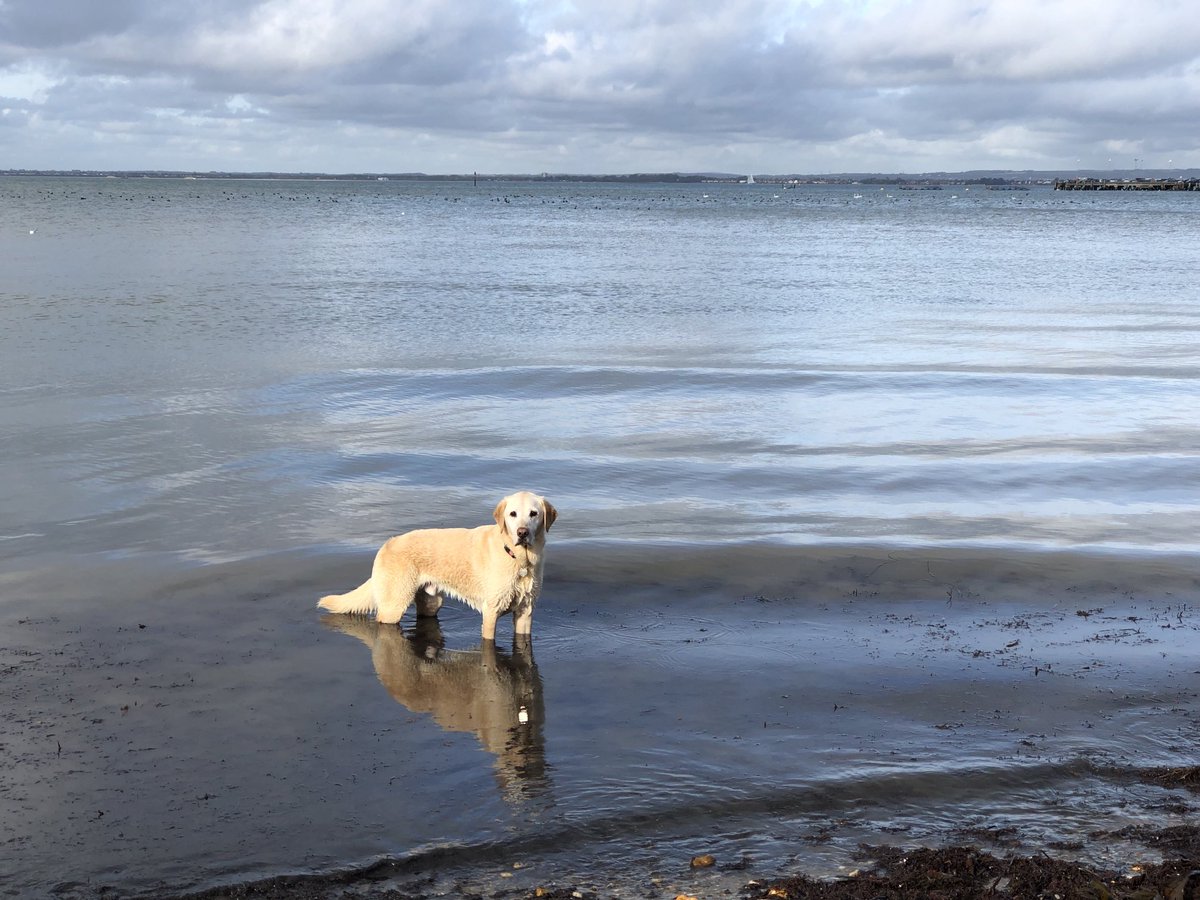 SiriusStar1963's tweet photo. Tuesday Alfie. #Goldiedor #OffDutyGuideDog #PlayerBeach #Ryde #Solent #PureIslandHappiness #IOW 🦮 https://t.co/NDR3Iu5AcY