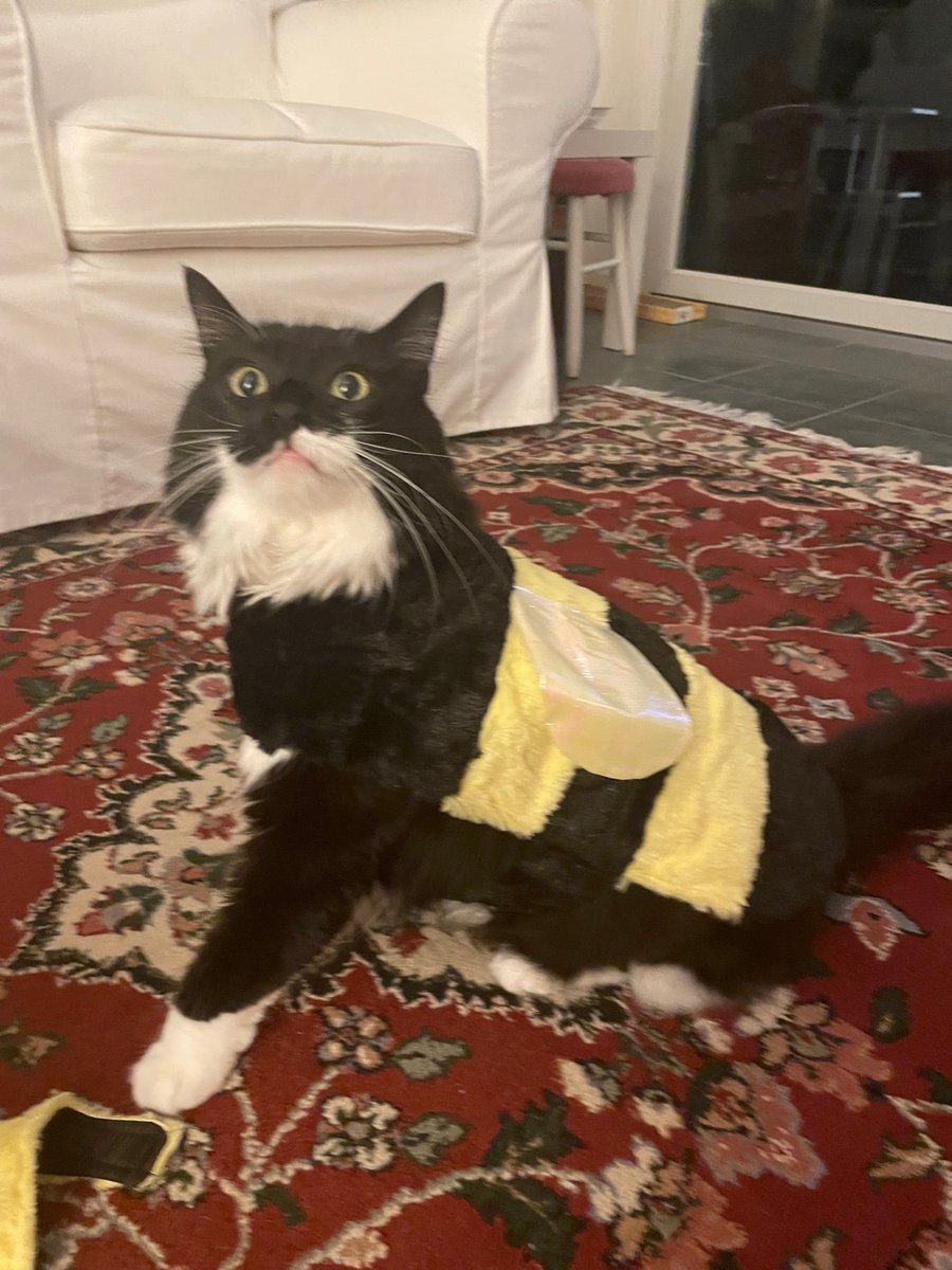 CaitPowersPage's tweet photo. She’s a busy little bee - getting ready for Halloween! #MoiraTheCat https://t.co/q3Sok0yMg6