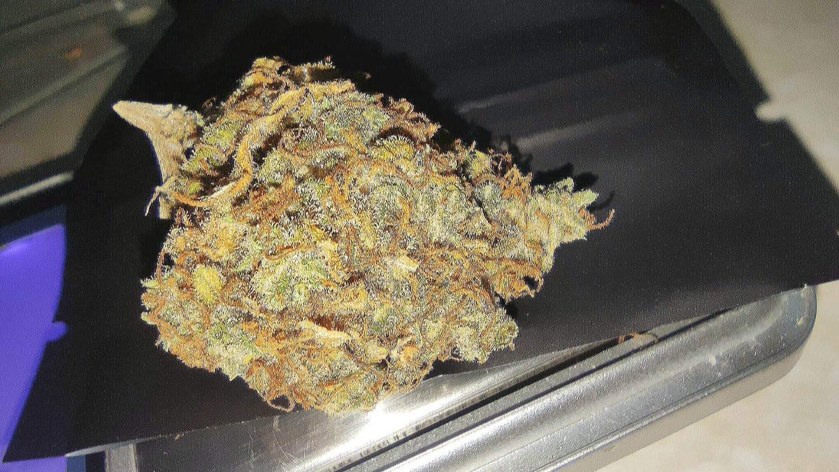 NerdlabW's tweet photo. สวัสดีค่ะวันนี้เราจะนำเสนอ ดอกกัญชา gorilla cookie เหมาะสำหรับการใช้ตอนช่วงกลางวันค่ะ และในส่วนของเอคเฟคคือจะช่วยคลายเครียดและผ่อนคลายหัว ในด้านของ���ลิ่นจะเป็นกลิ่นขนม ช่วงปลายจะมีรสของผลไม้ THC24% 280/G #กัญชา #กัญชาog #กัญชาเสรี #กัญชาโอจี https://t.co/IYb5HdMjSh