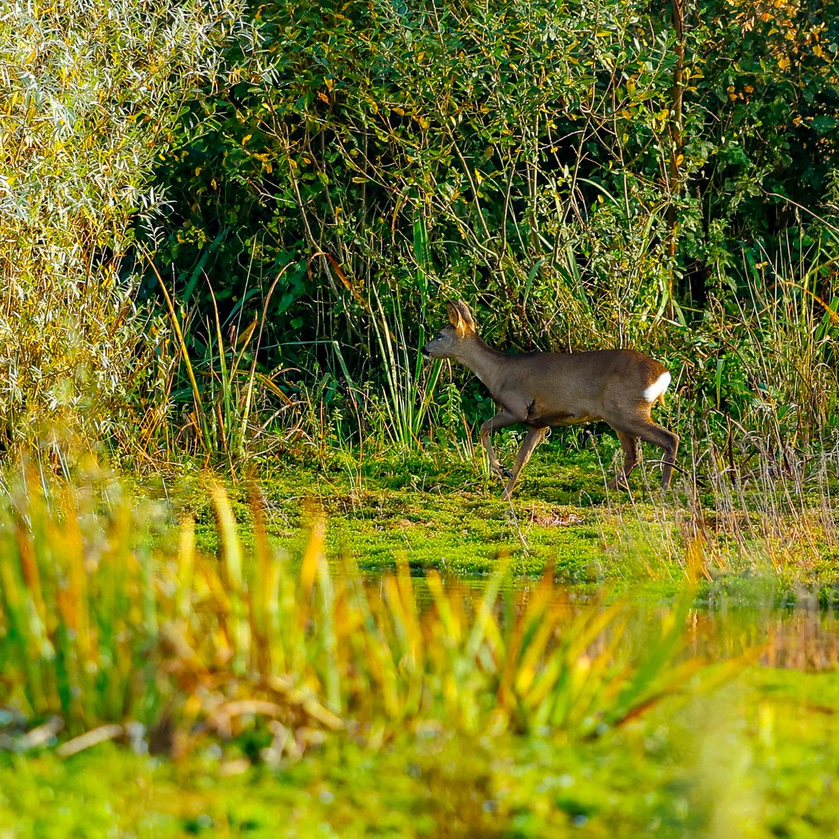 Nice stroll around Brockholes today. Plenty of wildlife out too.