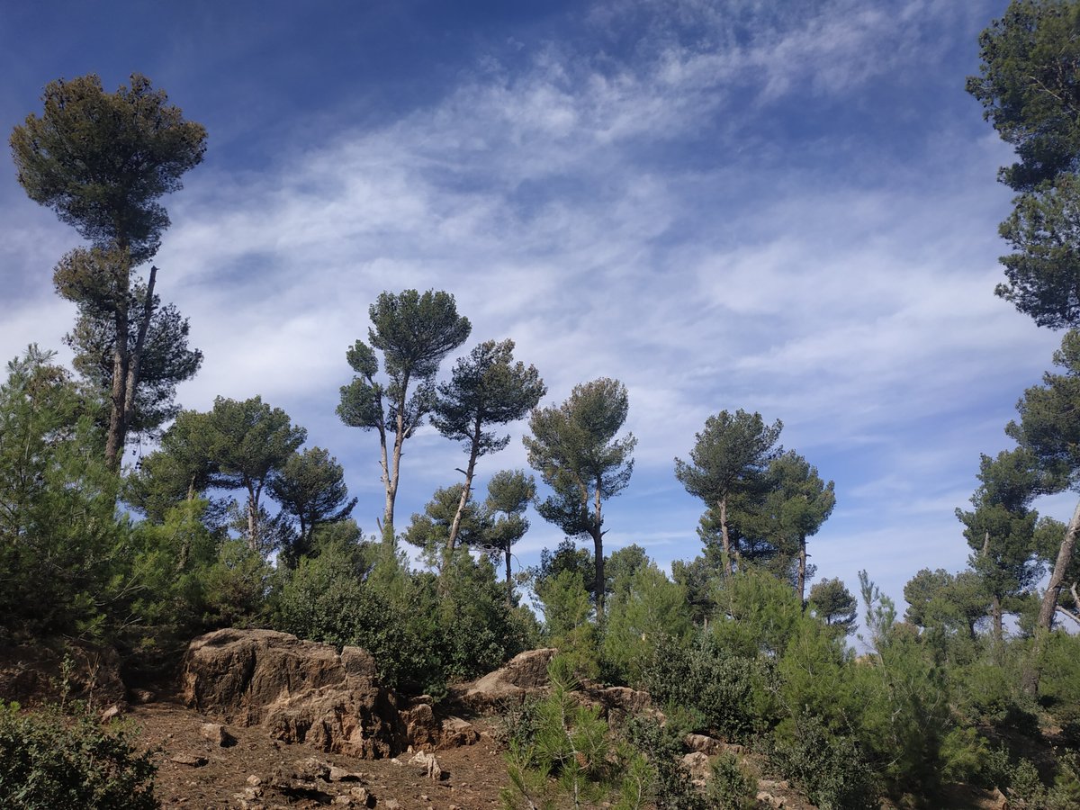 GabriSanguesa's tweet photo. Pictures from our #fiedwork in Morocco for the #PROWARM project funded by @AgEInves and proyecto #escaleraexcelencia international (CL-EI-2021-05). @YoungForesters @UVa_es https://t.co/B97P0QfSTA