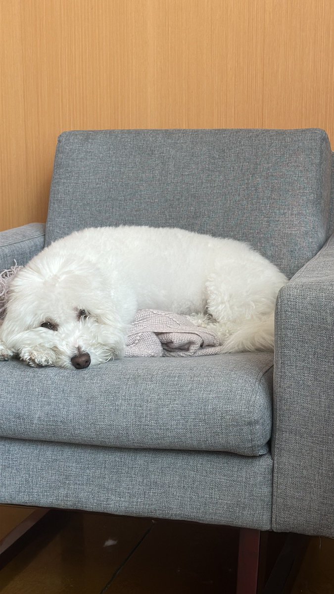 Perks of WFH - being able to co-work with your white fluffy dog

#officedog #wfh #emotionalsupport