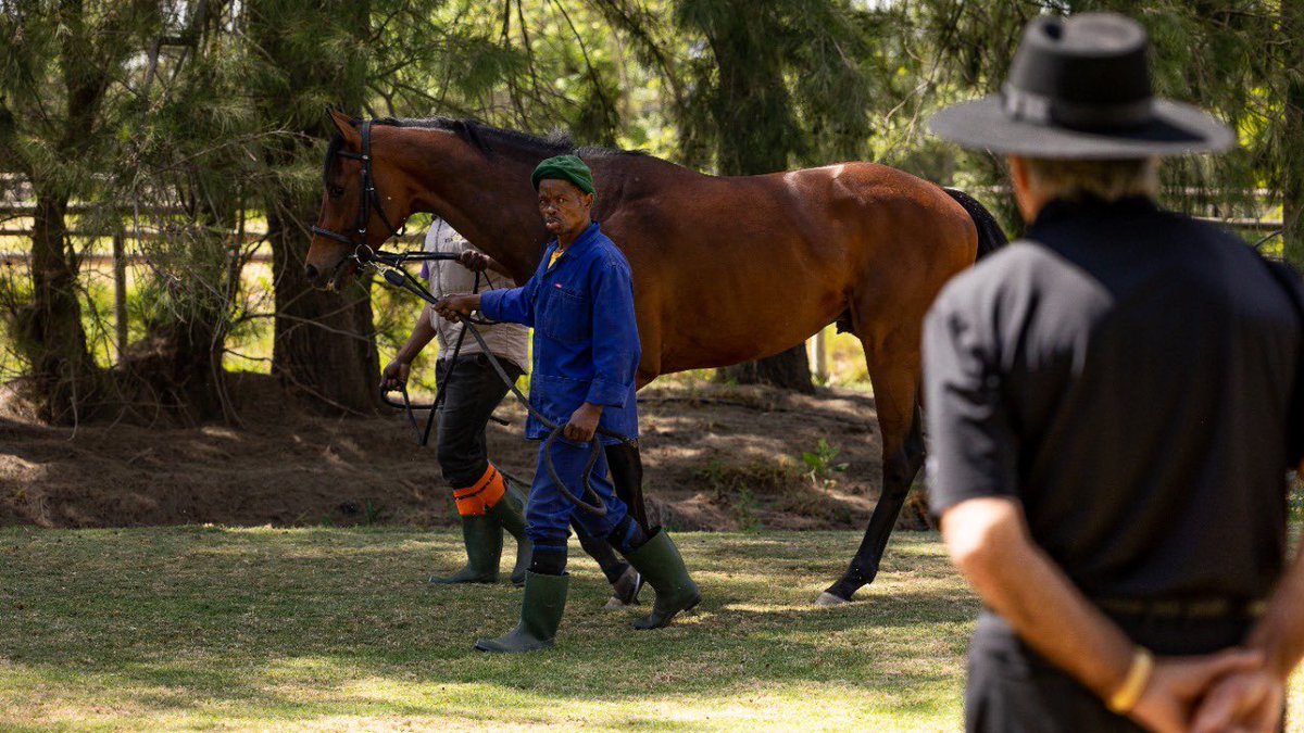 A beautiful morning spent at Woodhill in the company of esteemed golfer Gary Player viewing his recent purchase listed below and Equus champion Cousin Casey.
___

Pictures below in order of appearance:

COUSIN CASEY by VERCINGETORIX x BRETTON WOODS
•