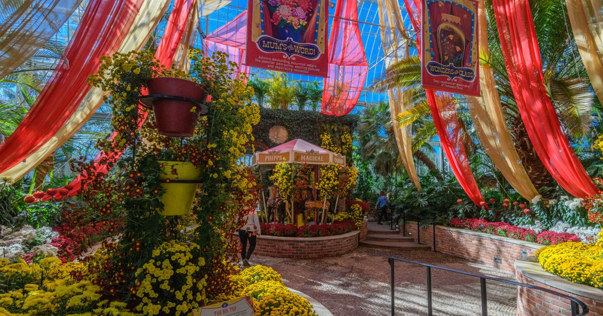 The big top is radiant on these beautiful autumn days! Fall Flower Show: Blooms Under the Big Top is open until Sun., Oct. 30. Don't miss the longest running Chrysanthemum show in the nation! Book your tickets today: phipps.conservatory.org/calendar/detai… Photo © Paul g. Wiegman