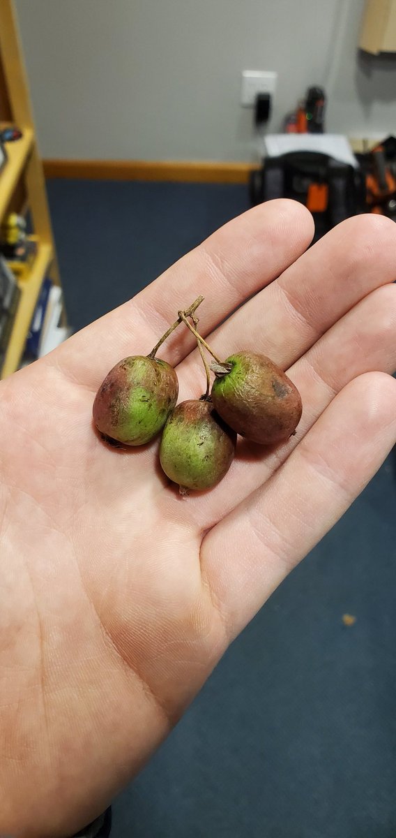 Paul Thomas tweet media