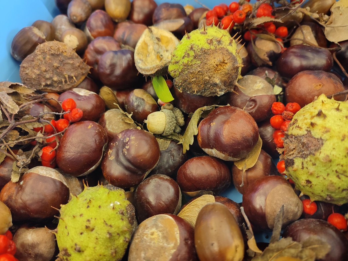 STEMManorCroft's tweet photo. Thanks to everyone who brought in seeds last week on the blue line for the famous five. We gave them into the Leeds seed collection ready for planting soon! #thearium #seedseedsseeds #leedsleedsleeds @leedscitycounc1 @DeltaManorCroft @Manorcroft_Sci https://t.co/f544WM2MEz