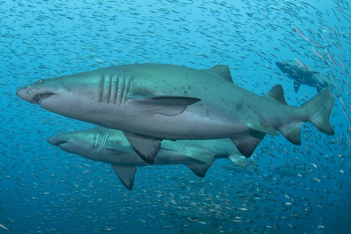 SpotASharkUSA's tweet photo. Happy #ToothyTuesday shark friends! 🦈
The wreck of the #Caribsea is a #sandtiger hotspot, as you can see here. Several #NorthCarolina wrecks host large aggregations of sand tiger #sharks seasonally.
We all hope you have a great week! 
📸 Frank Krasovec https://t.co/iCBO6umcTO