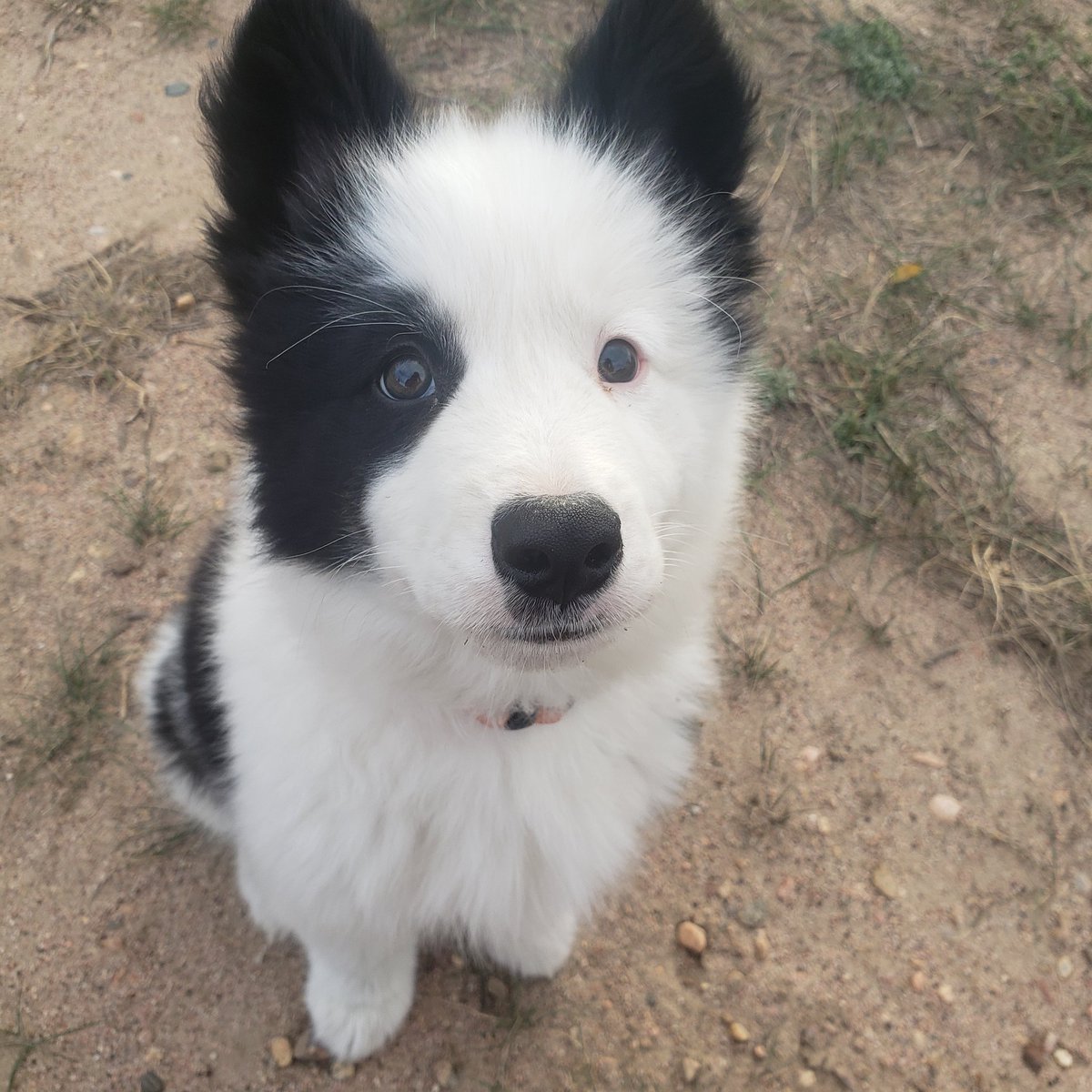 Yuri, my adorable Yakutian Laika puppy, says good morning. #yakutianlaika #puppiesoftwitter #authorlife #whychoose