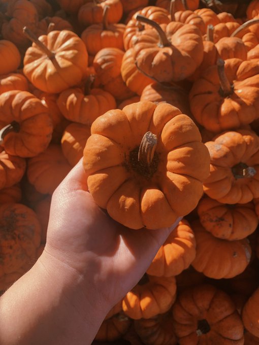 🎃 #pumpkinpatch #pumpkins #fall #autumn #fallaesthetic https://t.co/GSz9Bu80VG<a href="/tag/pumpkinpatch"class="tags">#pumpkinpatch</a><a href="/tag/pumpkins"class="tags">#pumpkins</a><a href="/tag/fall"class="tags">#fall</a><a href="/tag/autumn"class="tags">#autumn</a><a href="/tag/fallaesthetic"class="tags">#fallaesthetic</a>