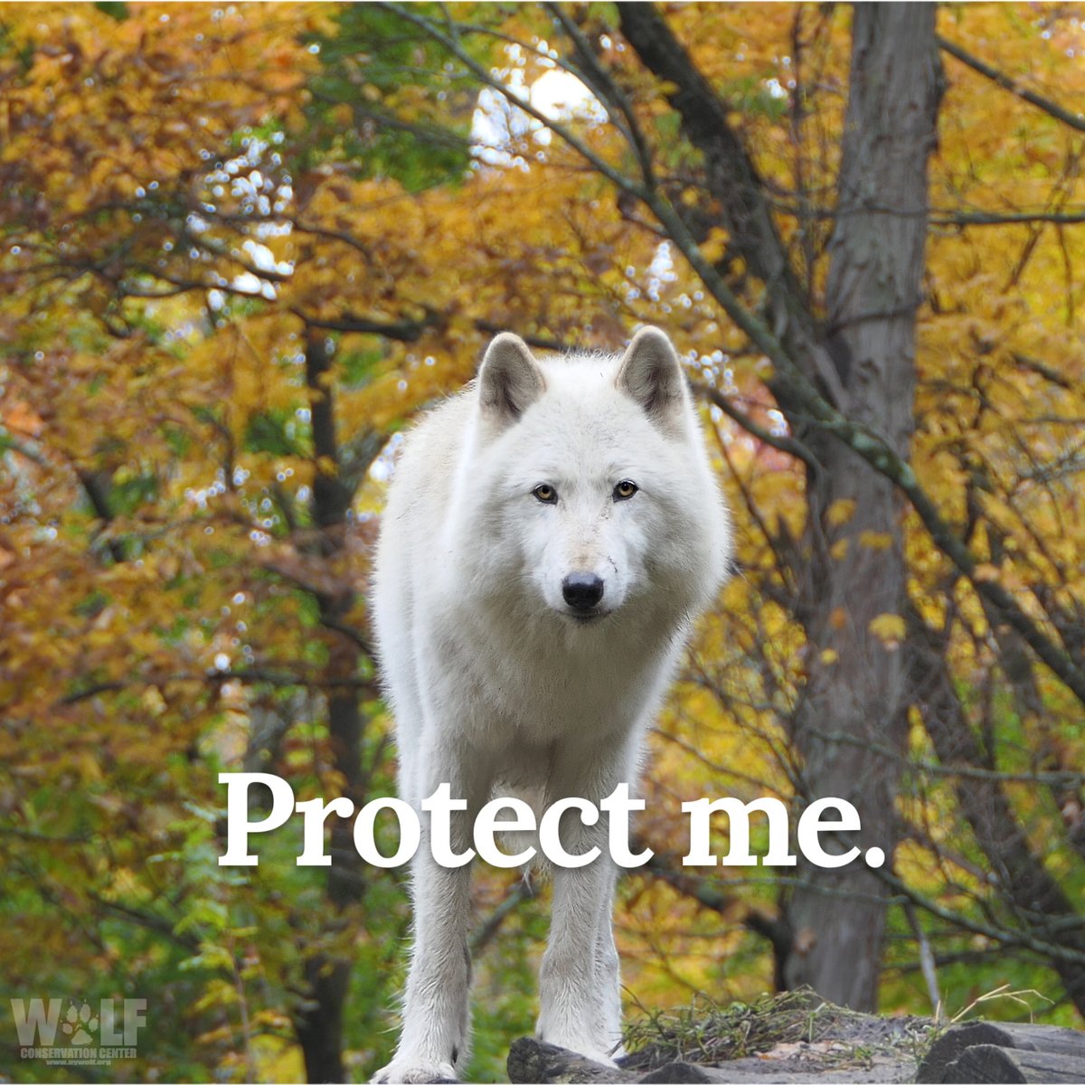 25 wolves have been slaughtered for fun this season in Montana. As you read this, another could be killed.

Wolves face neck snares, bait, bounties, + a whole lot of hate. 

The ESA gives <a href="/SecDebHaaland/">Secretary Deb Haaland</a> authority to #RelistWolves. Urge her to do it now at relistwolves.org