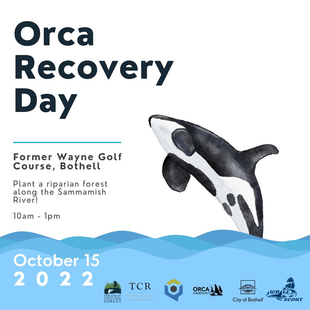 whalescout's tweet photo. Rescheduled Orca Recovery Day is November 19th! We'll be planting at the former Wayne Golf Course! Be sure to click the link to sign up. - https://t.co/WZQYQ5PNWa #orcas #salmon #pnwvolunteer #riparianhabitat #bothellparks https://t.co/bYhQqnvlhT