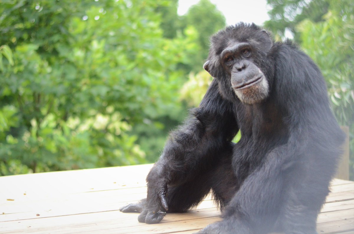projectchimps's tweet photo. Today #LukeChimp is 35 and has grown into a chimp with very elevated taste. He is the first one at the habitat window when we have a visiting musician often seen stomping his feet. He will also smell his fruit before eating it. We love your taste in music and food! #HAPPYBIRTHDAY https://t.co/MoohGAWt1o
