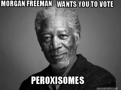 PeroxisomePerry's tweet photo. Just found out the smooth ER causes liver disease?? Personally I would never.. there’s actually more Peroxisomes in the liver to oxidize toxic materials https://t.co/IaN7dkFIhM