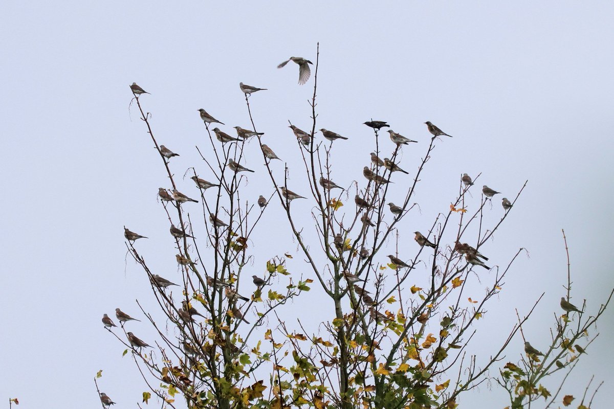 ironfists67's tweet photo. Over 100 Fieldfares in Modbury today. The odd Redwing
with them. Very distant but great to see. 25/10/2022 https://t.co/7D7hPOwpFg