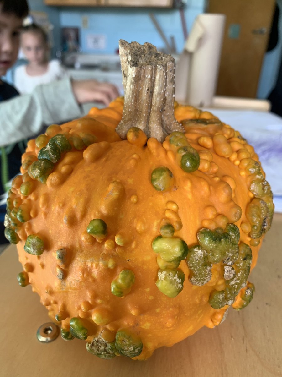 Honoured to be invited to the pumpkin party! Thank you, N, for growing all of these pumpkins and bringing them in for our class to explore! 🎃#handsonslime <a href="/MsECoote/">Elizabeth Coote</a> <a href="/alcdsb/">ALCDSB</a> <a href="/alcdsb_rosa/">Holy Rosary CS</a>