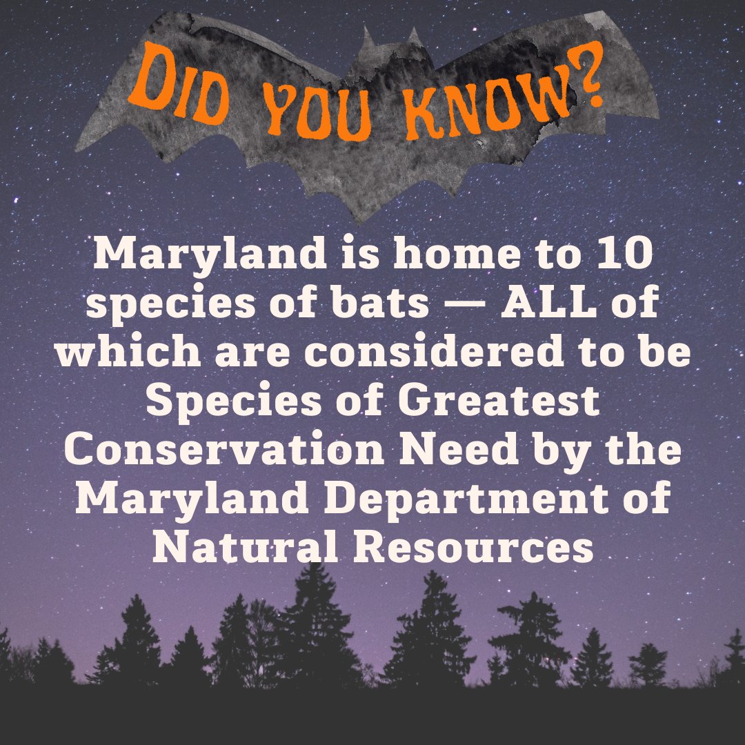 ESLC_md's tweet photo. In honor of Bat Appreciation Week, let's learn a bit about bats!

#BatWeek #MarylandBats #TreeBats #CaveBats #BattyForBats #BatAppreciationWeek https://t.co/UBUMk5vFwf
